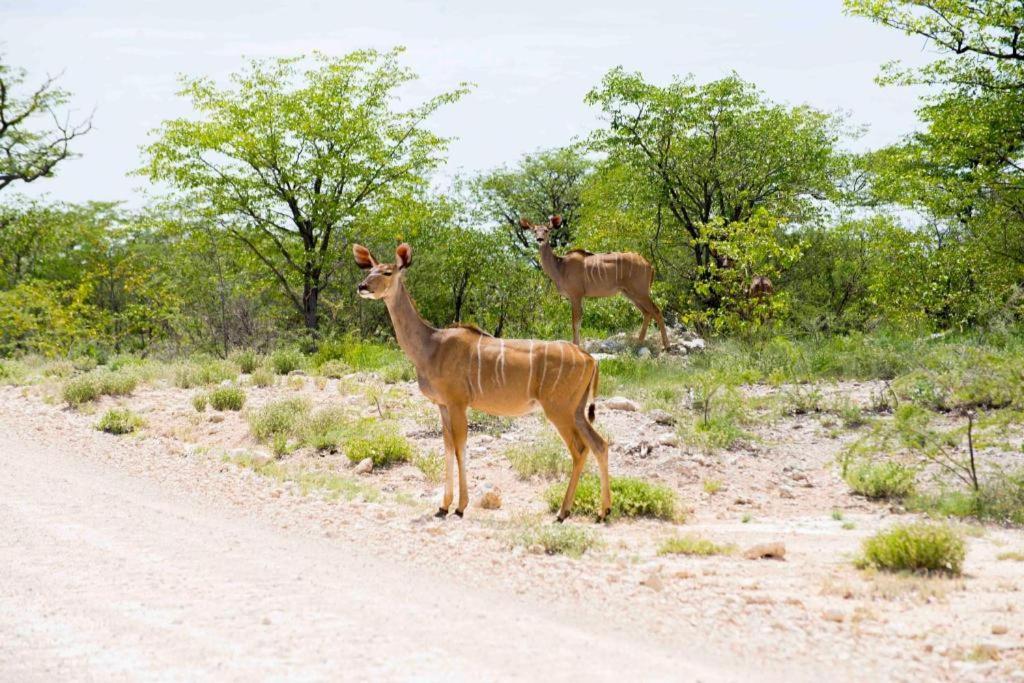 Hotel Etosha Safari Camp, Etosha National Park, Namibia Okaukuejo Exterior foto
